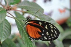 Heliconius hecale zuleika
