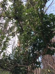 Ehretia acuminata