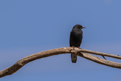 Cercotrichas podobe