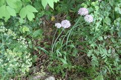 Allium decipiens quercetorum
