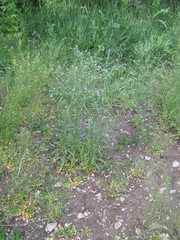 Lappula squarrosa