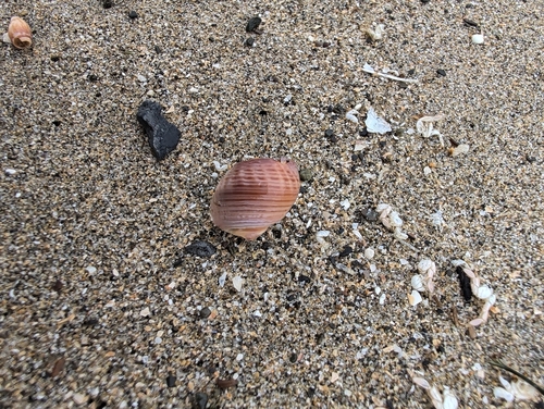 Nassarius fossatus, 2026-10-02