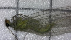 Chrysopidae