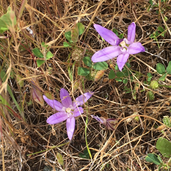 Brodiaea terrestris terrestris