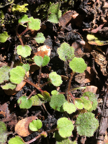Lagenophora strangulata, 2026-09-29