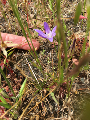 Brodiaea terrestris terrestris