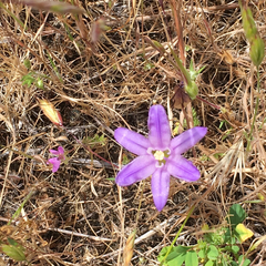 Brodiaea terrestris terrestris