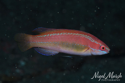 Cirrhilabrus temminckii observed 2026-09-22