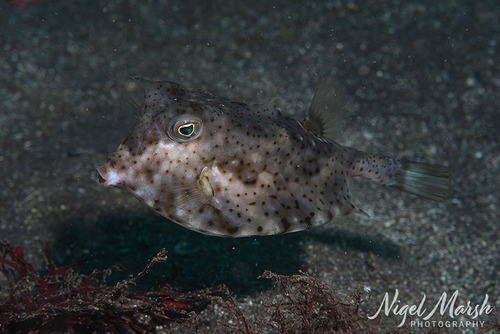 Lactoria diaphana observed 2026-09-22
