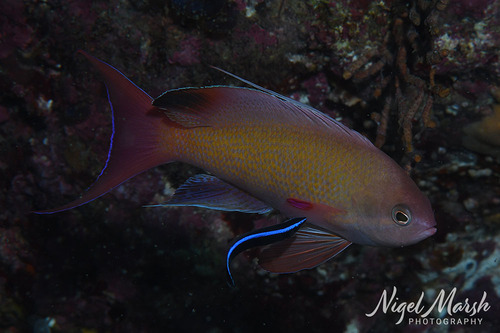 Pseudanthias nobilis observed 2026-09-22