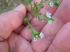 Lappula squarrosa