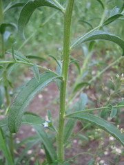 Lappula squarrosa