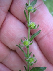 Lappula squarrosa
