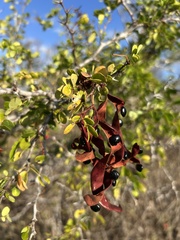 Pithecellobium diversifolium, photograph Thomaz de Carvalho Callado, CC BY, iNaturalist via GBIF