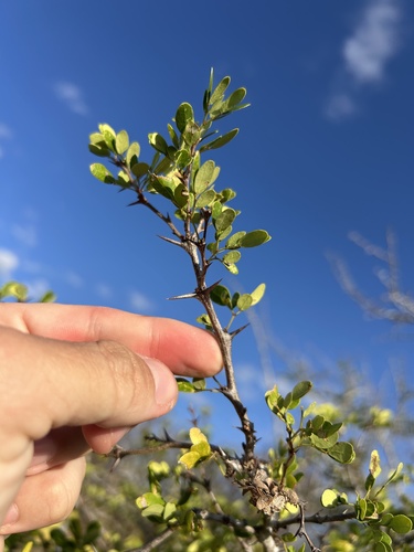 Pithecellobium diversifolium, photograph 6