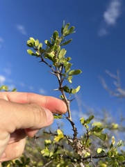 Pithecellobium diversifolium, photograph Thomaz de Carvalho Callado, CC BY, iNaturalist via GBIF