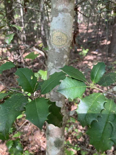 American holly