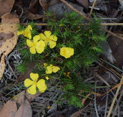 Hibbertia prostrata