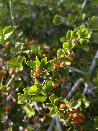 Maytenus rigida (Maytenus rigida)