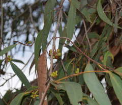 Eucalyptus falciformis