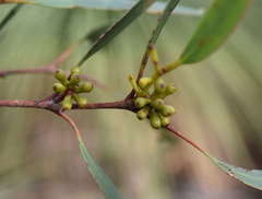 Eucalyptus falciformis