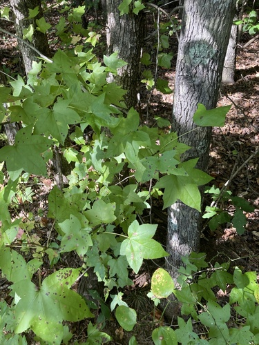 American sweetgum