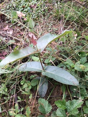 Eucalyptus saligna