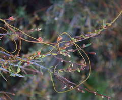 Cassytha glabella dispar