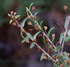 Bossiaea cinerea