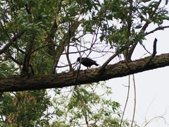 Sturnus vulgaris