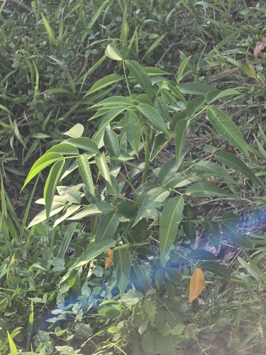Senna septemtrionalis observed 2026-10-03