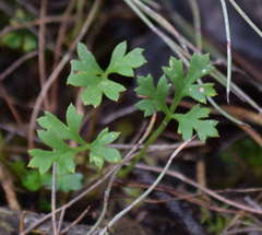 Xanthosia