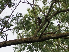Sturnus vulgaris