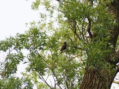 Sturnus vulgaris