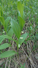 Polygonatum humile