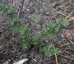 Acacia mitchellii
