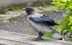 Corvus cornix