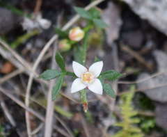 Cyanothamnus nanus nanus