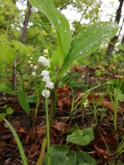 Convallaria keiskei