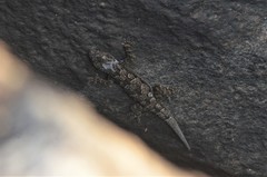 Hemidactylus platycephalus