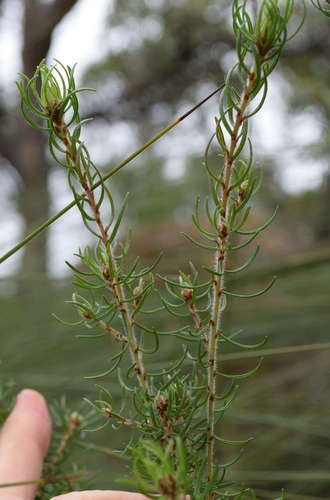 otway bush-pea (Pultenaea prolifera)