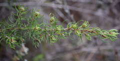 Pultenaea prolifera