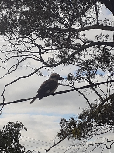 Laughing Kookaburra
