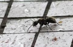 Polyrhachis illaudata