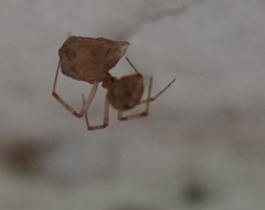 Parasteatoda tepidariorum