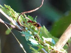 Degithina