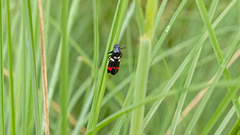 Callitettix versicolor