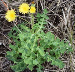 Sonchus megalocarpus