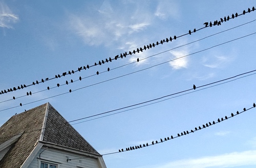 European Starling