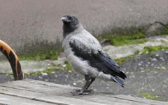Corvus cornix